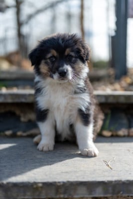 Les chiots de Berger Australien