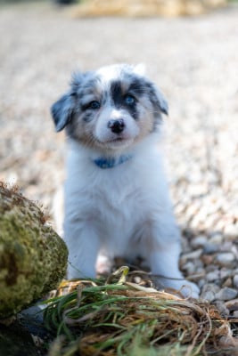 Les chiots de Berger Australien