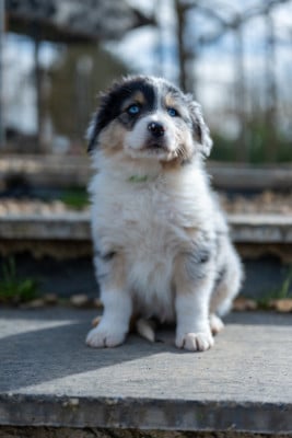 Les chiots de Berger Australien