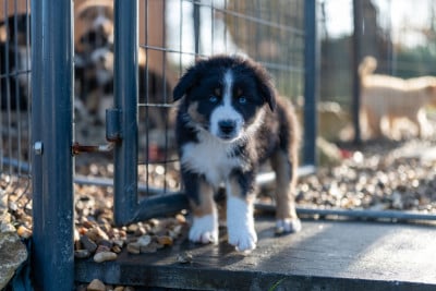 Les chiots de Berger Australien