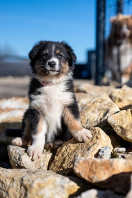Les chiots de Berger Australien