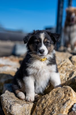 Les chiots de Berger Australien