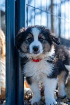 Les chiots de Berger Australien