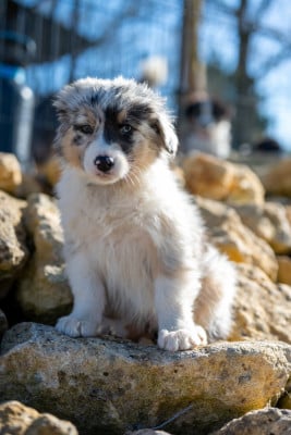 Les chiots de Berger Australien
