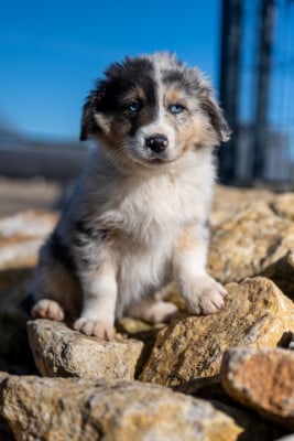 Les chiots de Berger Australien