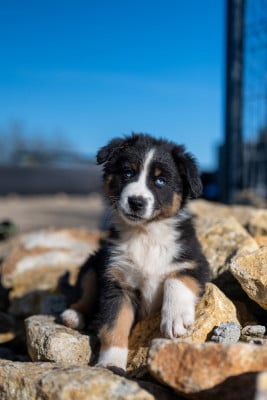 Les chiots de Berger Australien