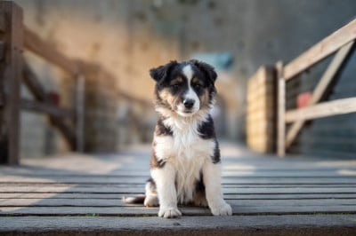 Les chiots de Berger Australien