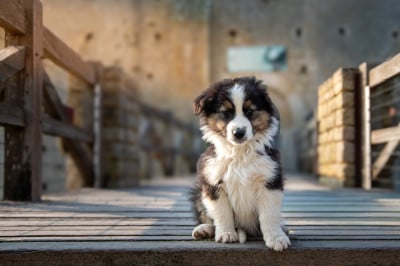 Les chiots de Berger Australien
