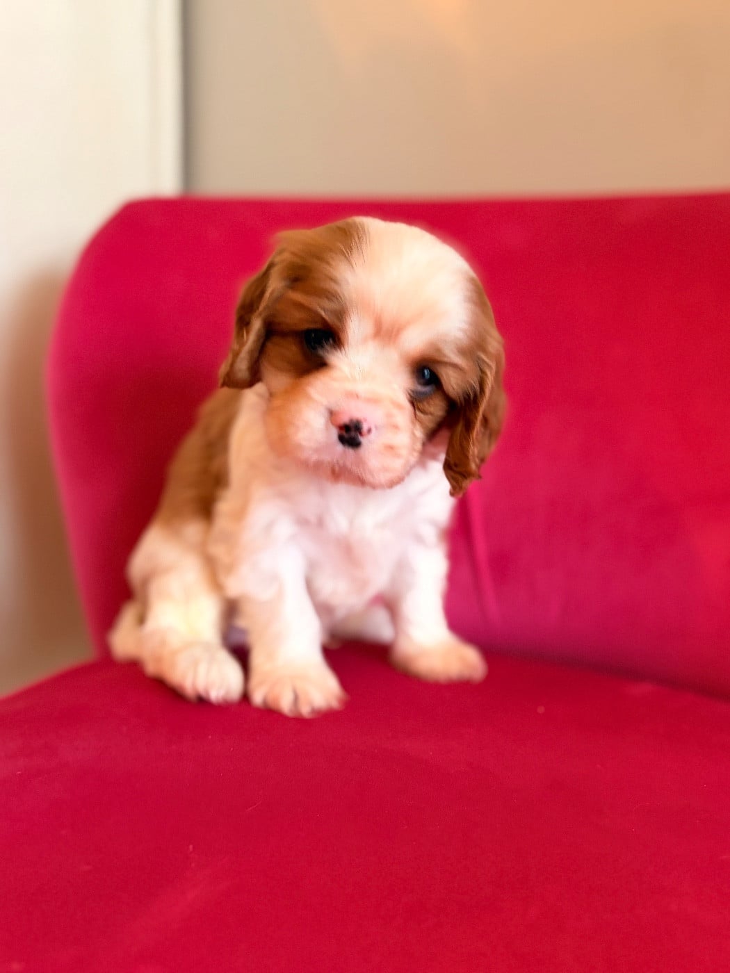 Cavalier King Charles Spaniel - De Sevmek