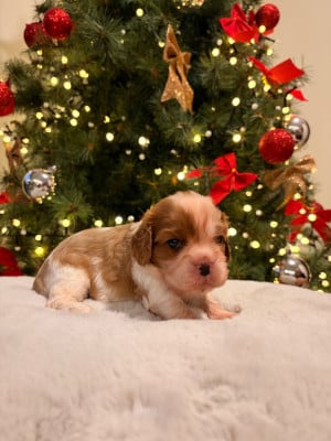 Cavalier King Charles Spaniel