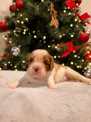 Les chiots de Cavalier King Charles Spaniel