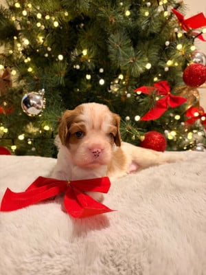 Les chiots de Cavalier King Charles Spaniel