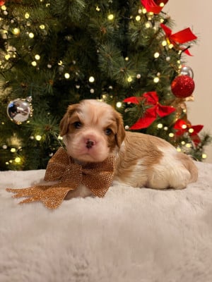 Les chiots de Cavalier King Charles Spaniel