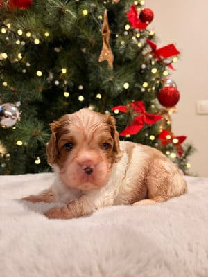Les chiots de Cavalier King Charles Spaniel