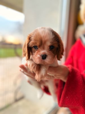 Les chiots de Cavalier King Charles Spaniel