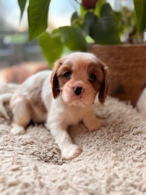 Les chiots de Cavalier King Charles Spaniel