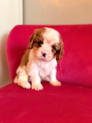 Les chiots de Cavalier King Charles Spaniel