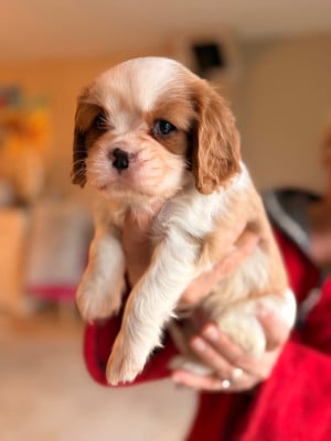 Les chiots de Cavalier King Charles Spaniel