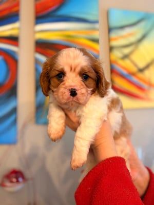 Les chiots de Cavalier King Charles Spaniel