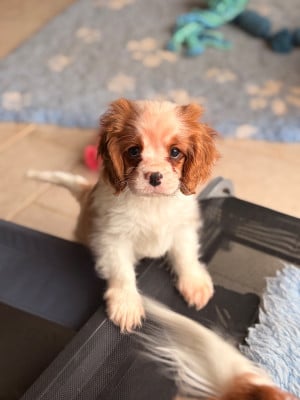 Les chiots de Cavalier King Charles Spaniel