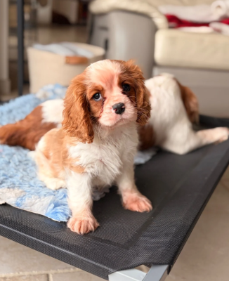 Les chiots de Cavalier King Charles Spaniel