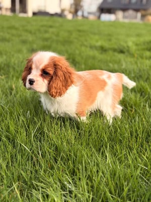 Les chiots de Cavalier King Charles Spaniel
