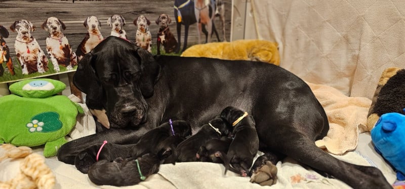 Dogue allemand - de L'Ether de Pandora