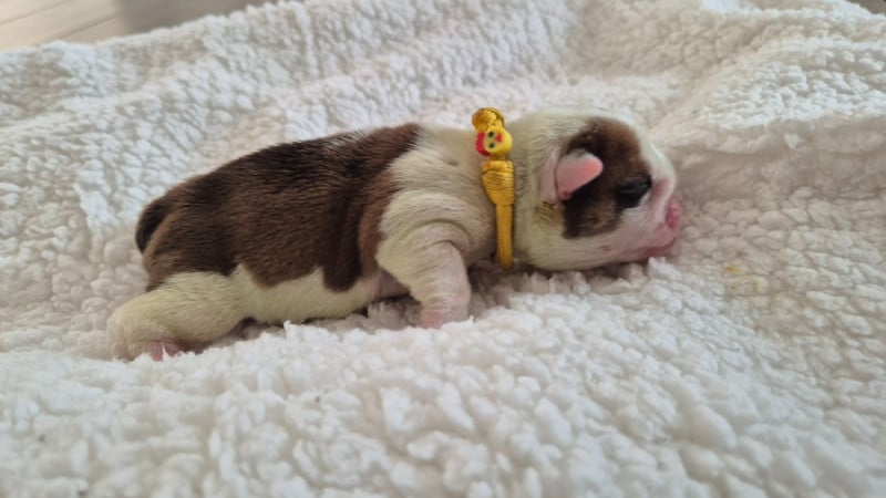 Bulldog Anglais - D'Apadoka