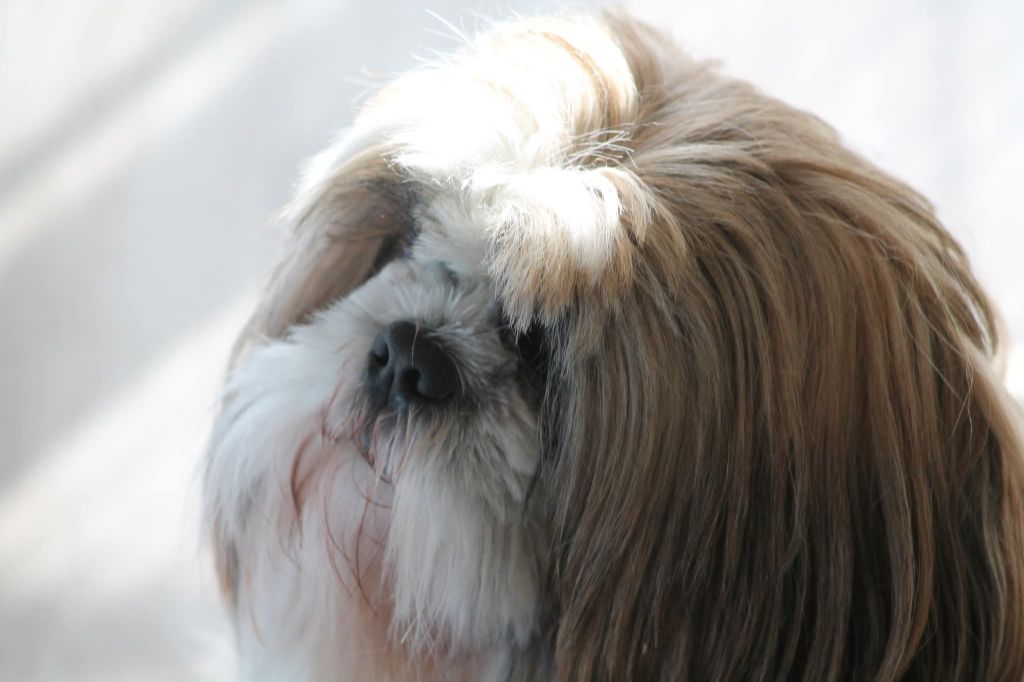 Thaïs Du Domaine De Sheitan