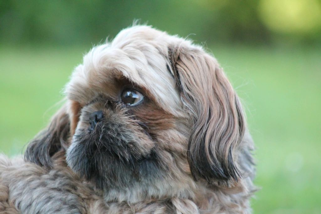 Saphir du Paradis Bleu Indigo