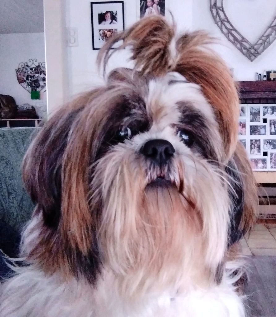 Thaïs Du Domaine De Sheitan