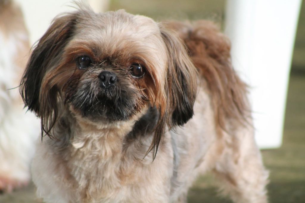 Saphir du Paradis Bleu Indigo