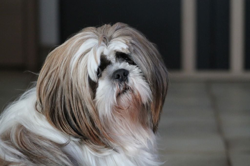 Thaïs Du Domaine De Sheitan