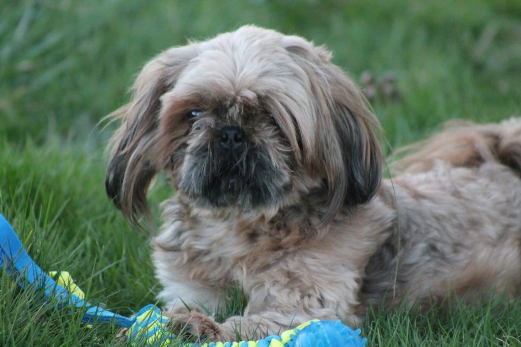 Saphir du Paradis Bleu Indigo