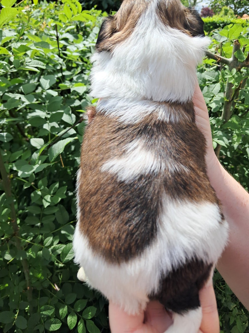 Baiko