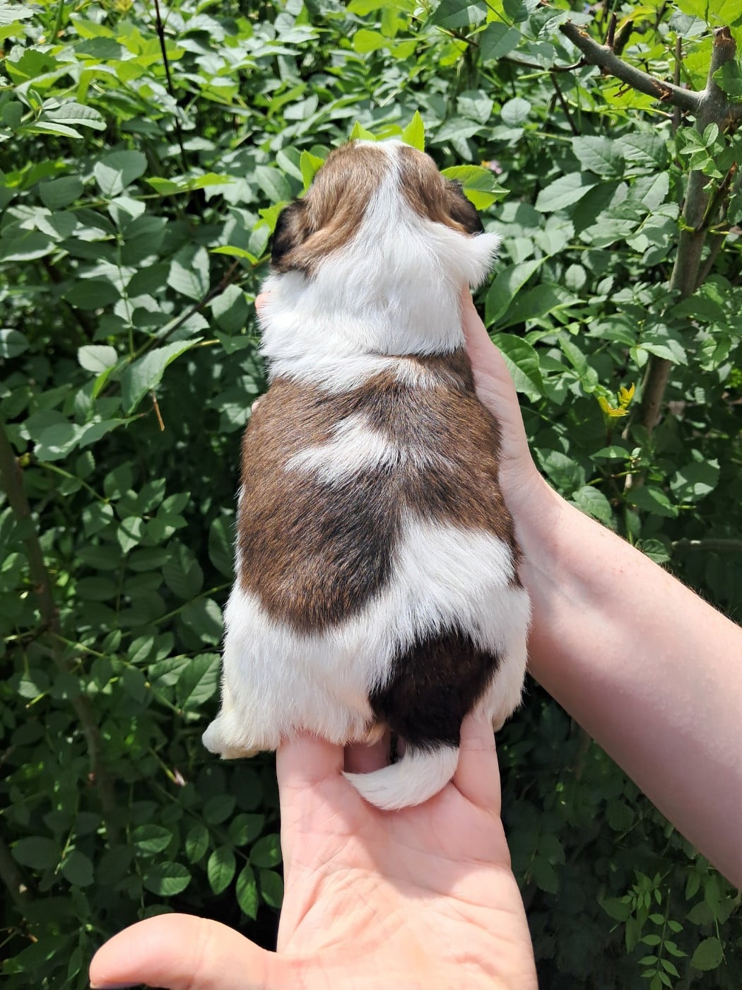 Baiko