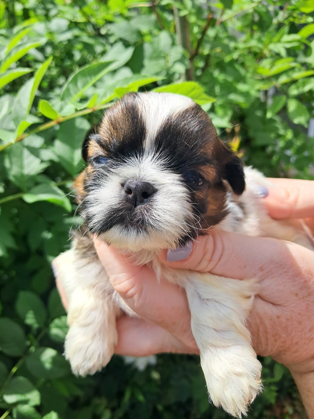Bosco