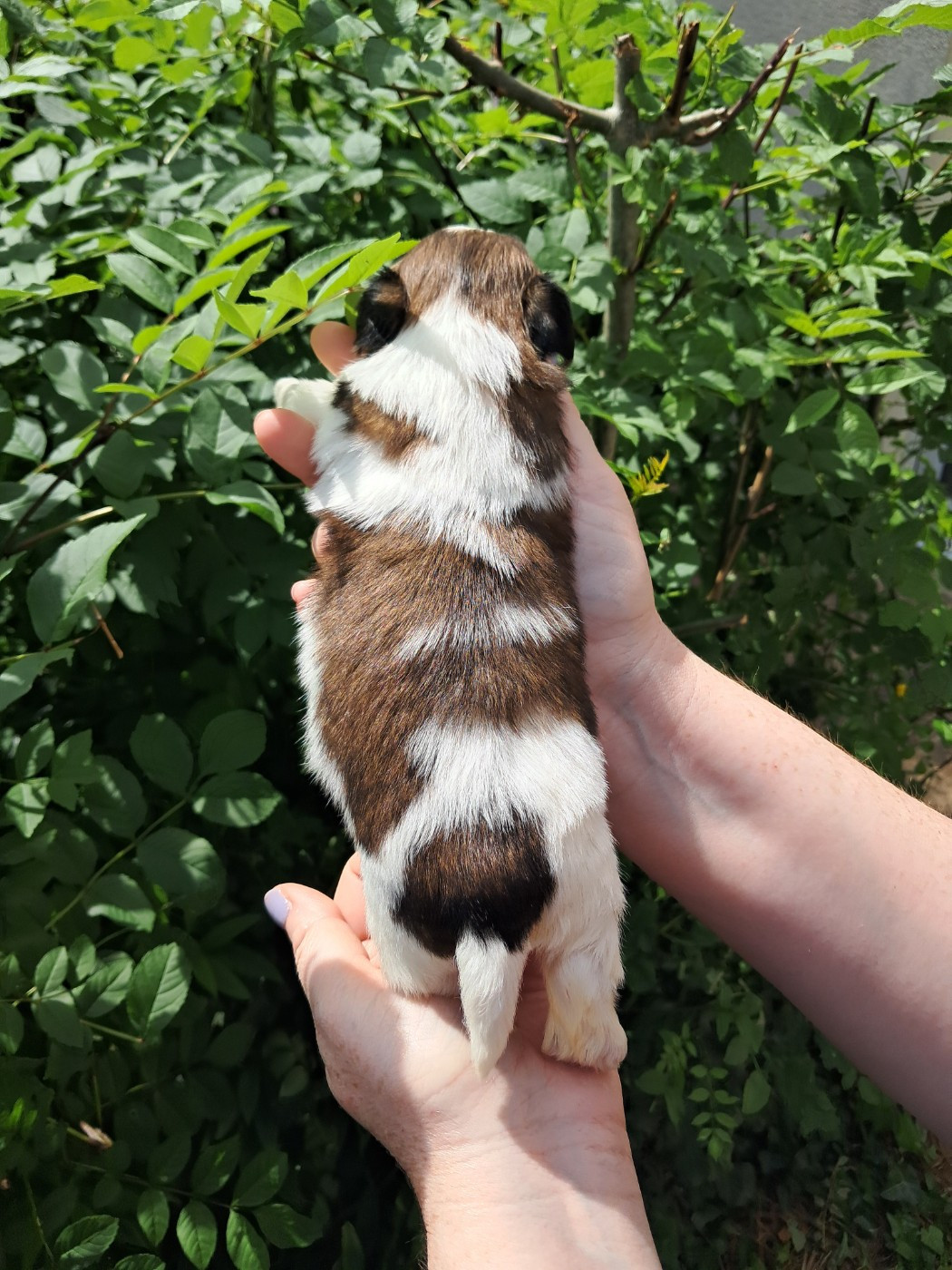 Bosco
