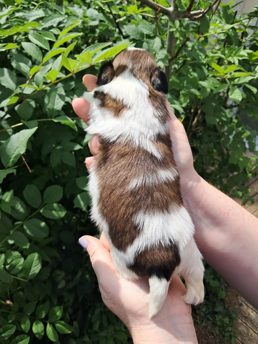 Bosco