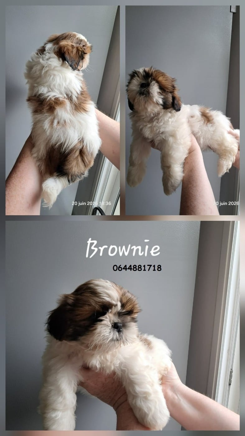 Brownie
