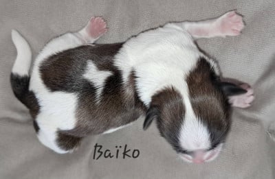 Baiko - Shih Tzu