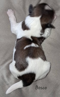 Bosco - Shih Tzu