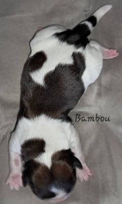 Bambou - Shih Tzu