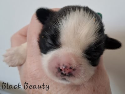 Black Beauty - Shih Tzu