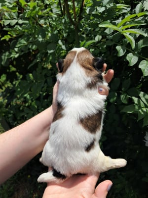 Les chiots de Shih Tzu
