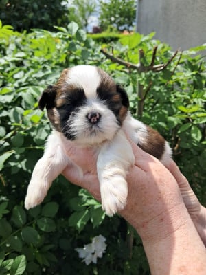 Les chiots de Shih Tzu