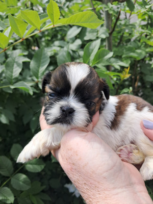 Les chiots de Shih Tzu