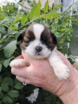 Les chiots de Shih Tzu