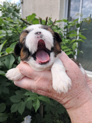 Les chiots de Shih Tzu