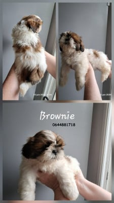 Les chiots de Shih Tzu